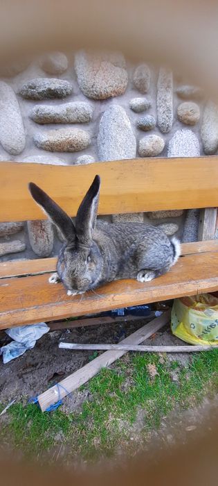 Olbrzym Belgijski Samiec