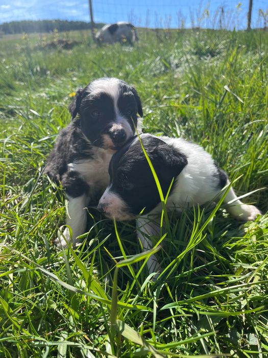 Border collie- suczka