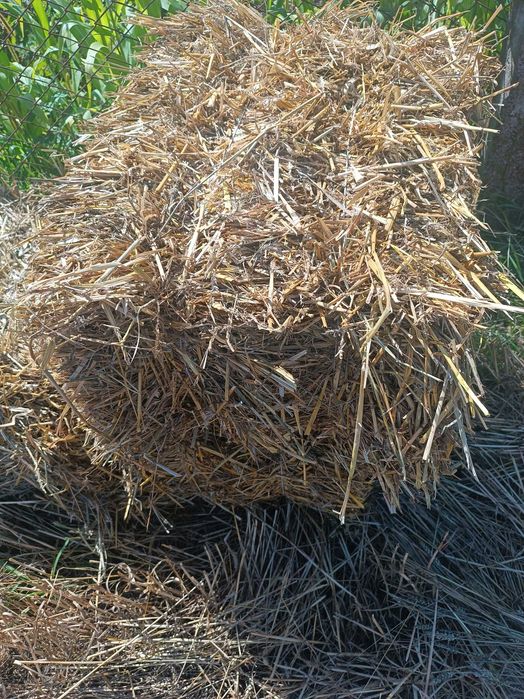 Продам тюки пшеничної соломи 80Х50Х40см