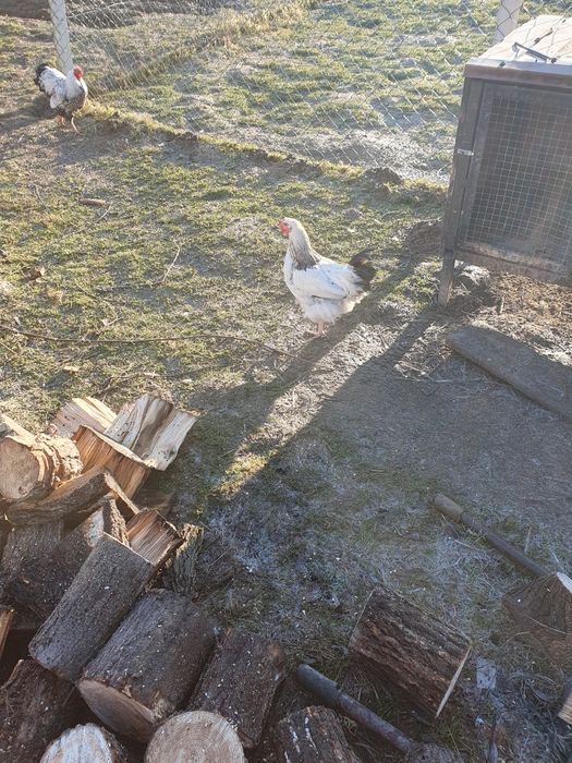 Kogut mlody sprzedam