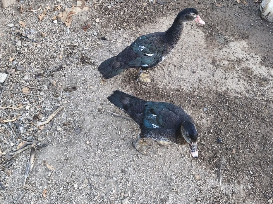 Patos mudos várias cores