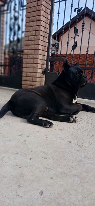 Вязка Кане-корсо