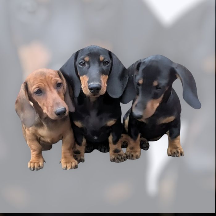 Гарні цуценята такси