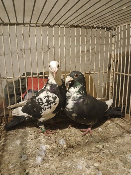 Gołębie staropolskie