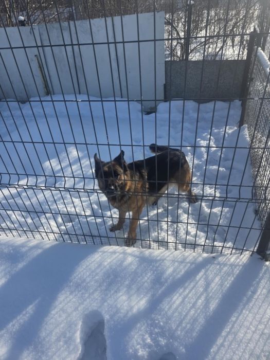 Owczarek niemiecki z rodowodem i czipem suczka