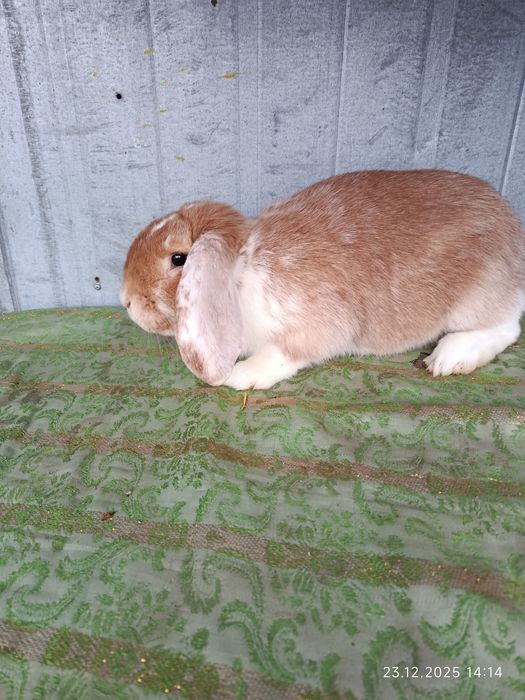 Продам самчик французький баран.