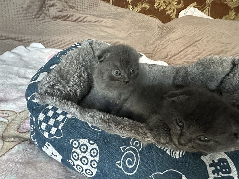 Чудові кошеннятка