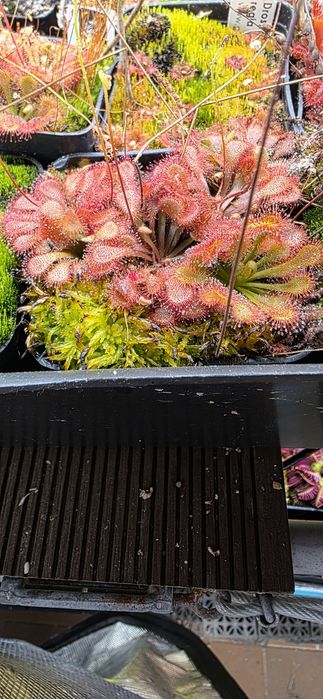 Vendo plantas carnívoras