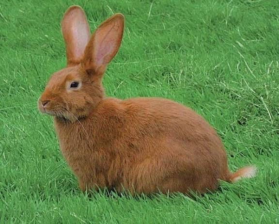 Coelhos Leonardo Borgonha