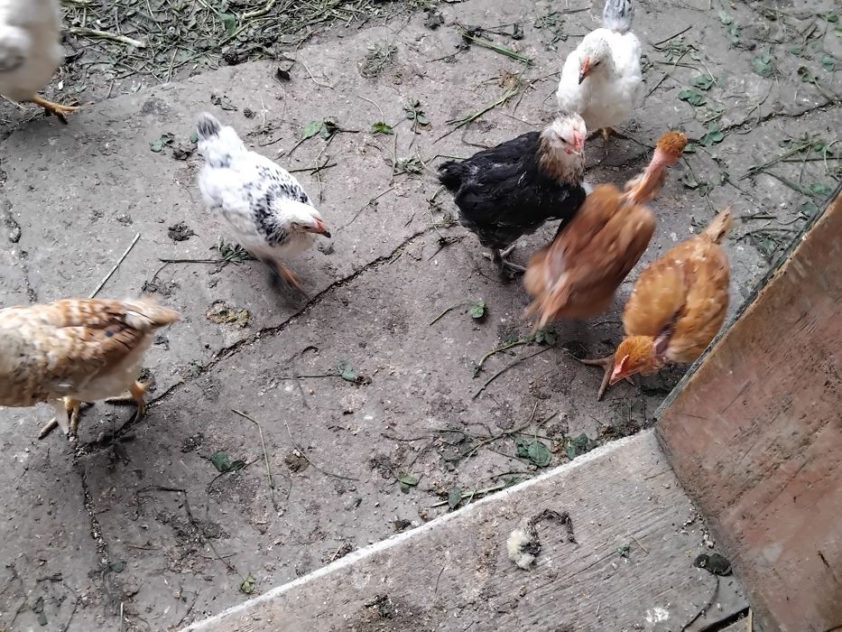 Продам курчата голошийки