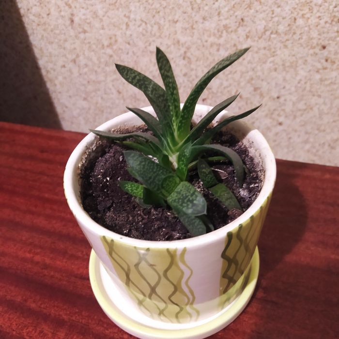 Кімнатні рослини гастерія