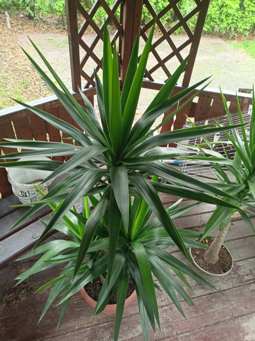 Juka do domu i ogrodu