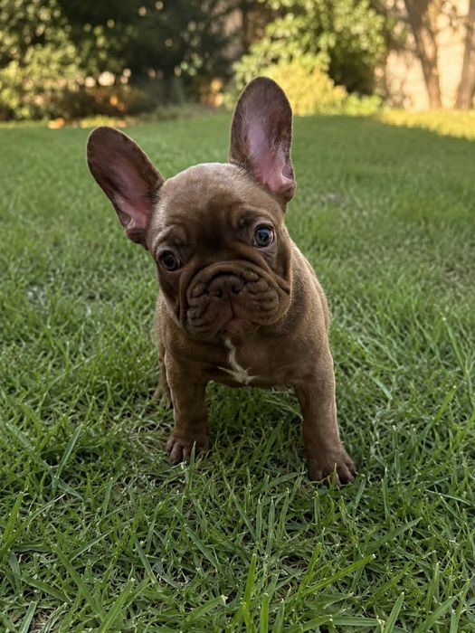 Bulldog francês fêmea chocolate