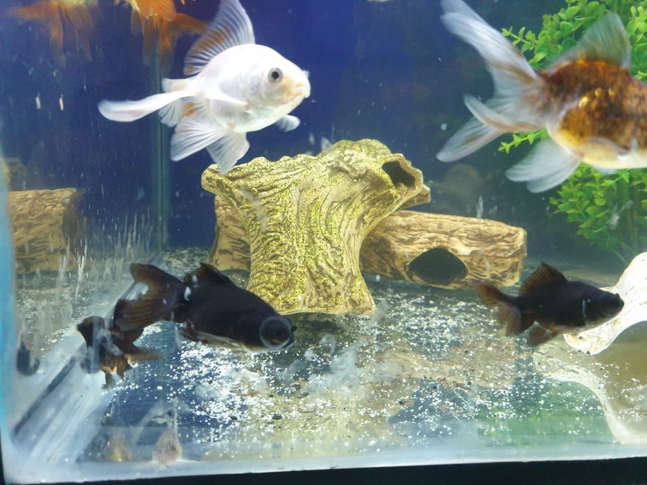 Welony młode 10cm.kilka odmian