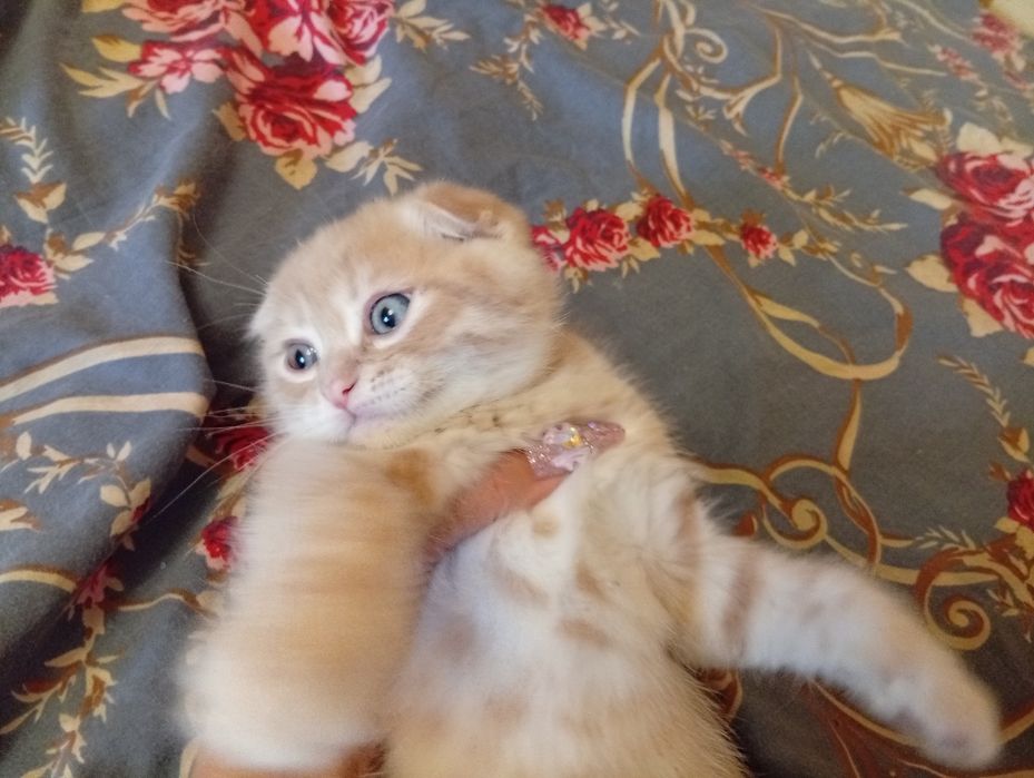 Scottish fold.скоттиш фолд и скоттиш страйт.котята