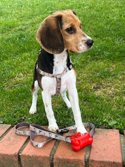 Beagle/Epagneul Breton