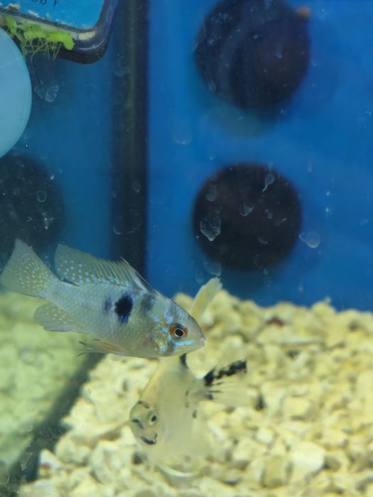 Ramirezi German azul 3 cm
