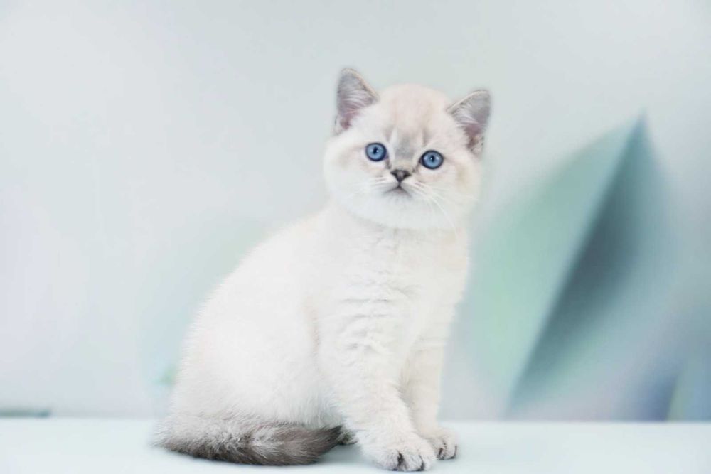 Шотландський хлопчик Каспер