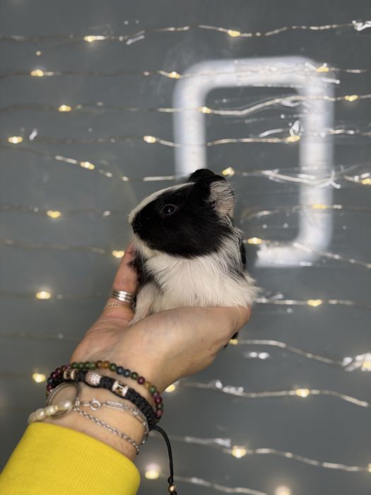 Морські свинки чарівні guinea pig різних порід