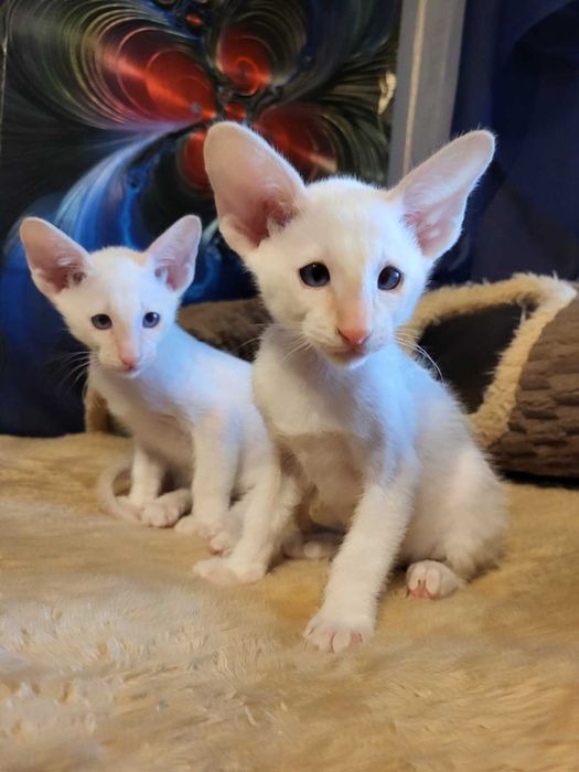 Предлагаем изумительных ориентальных котят.