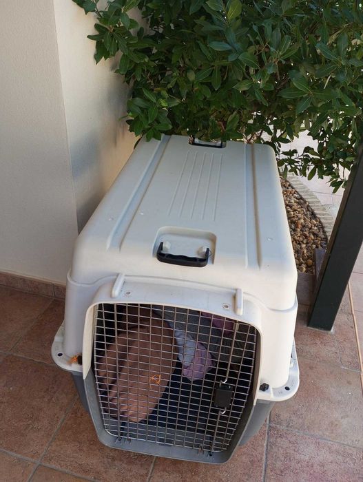 Transportadora para cães