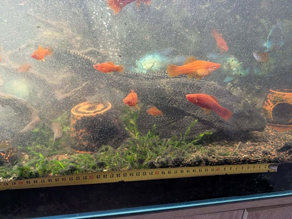 Duży glonojad Plekostomus 45 cm – 3 sztuki dostępne – Kraków / Rytro.