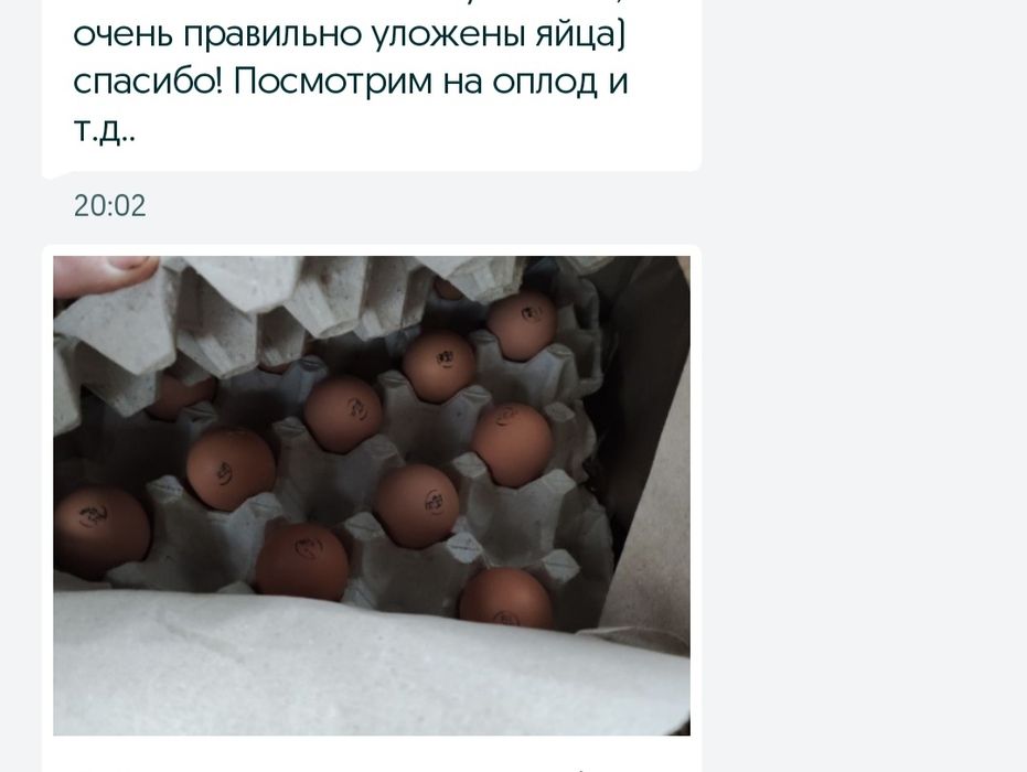 Гусячі інкубаційні яйця Велика сіра