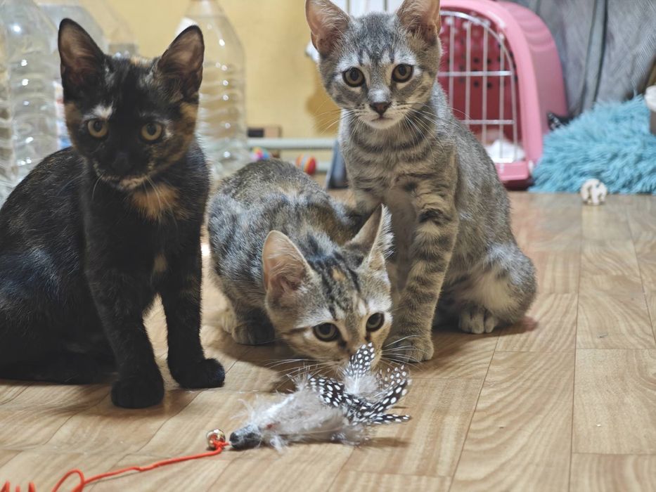 Котята  бесплатно даром в добрые руки!