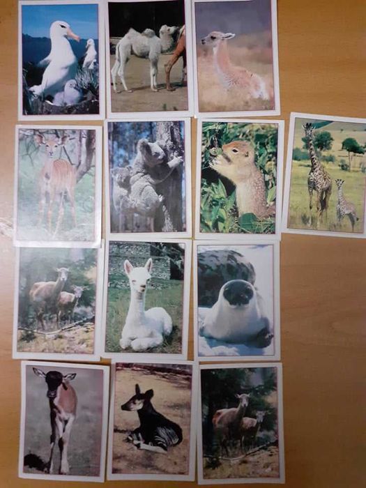 Cromos da Panini Baby animals