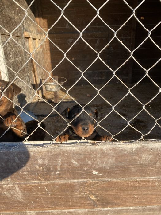 Продам німецьких яхтерєрів