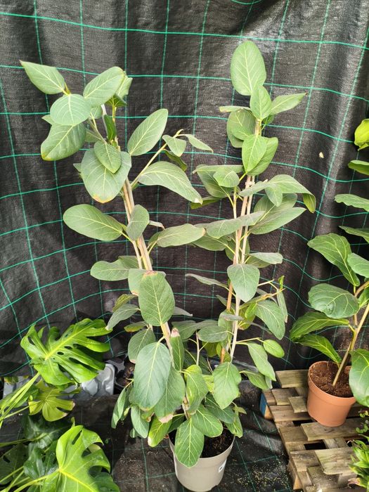 Ficus Audrey - planta em vaso