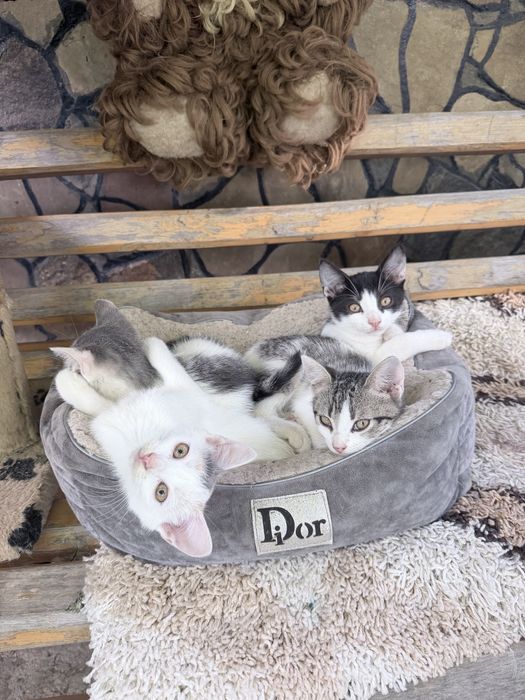 Кошенята в добрі руки