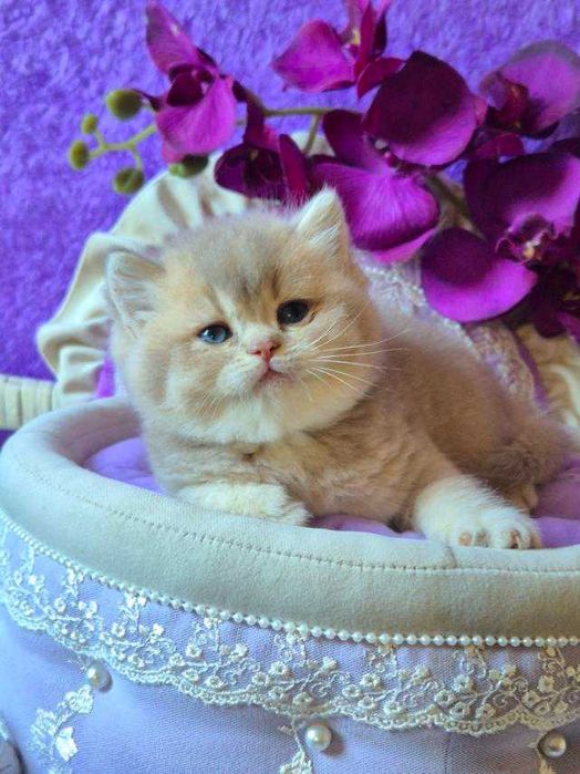 Британський хлопчик Рей Лілове золото