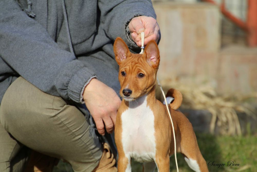 Piękna Suczka Basenji