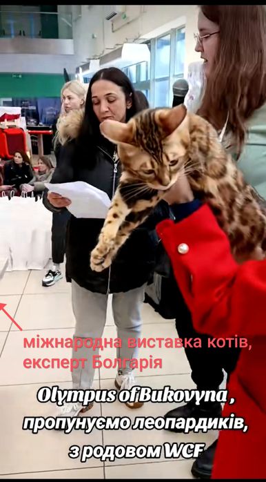 Родовід WCF на Вас власник, бенгали з розплідника