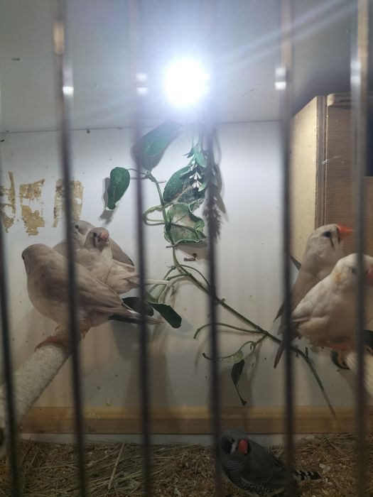 Sprzedam Młode zeberki