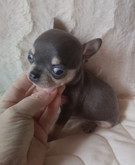 Chihuahua suczka blue xxs