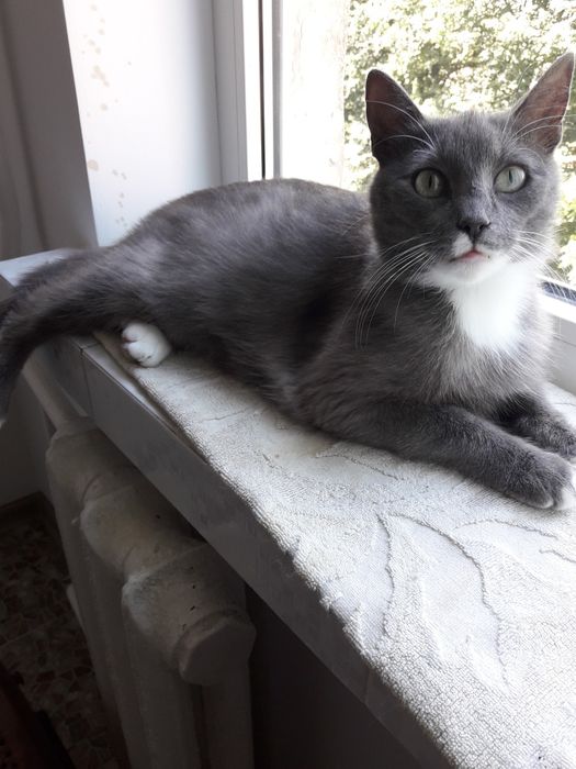 Віддам кицю в добрі руки.