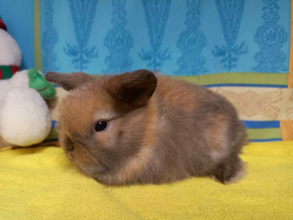 Sprzedam króliczki mini loop mini lop niebieskookie