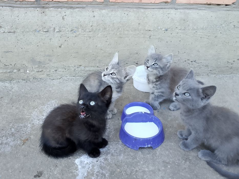 Котята бесплатно