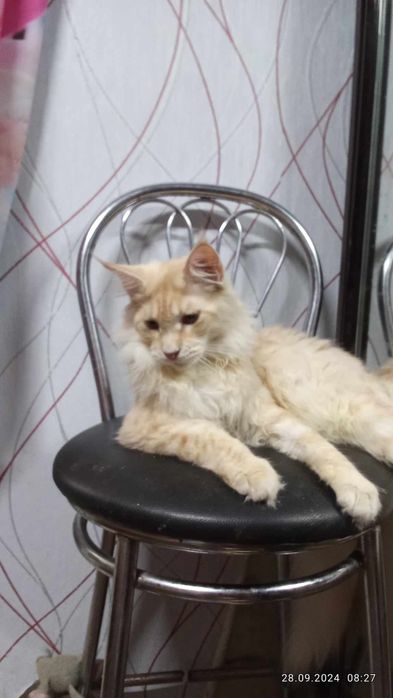 Котики Maine Coon