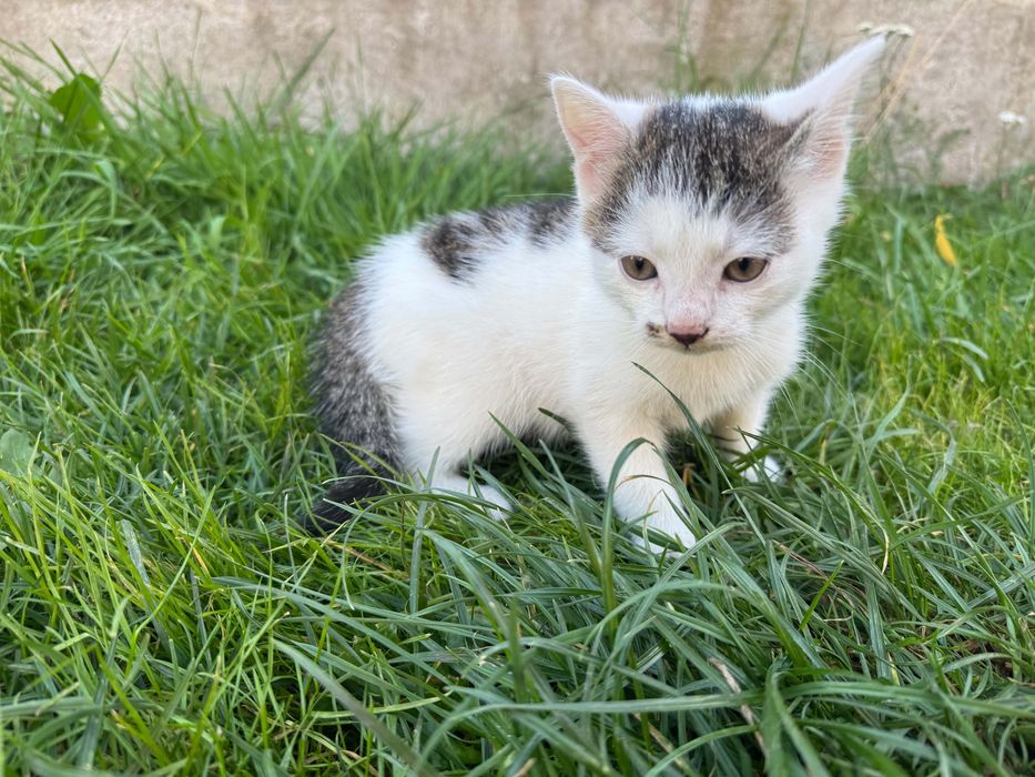 Do adopcji kotek