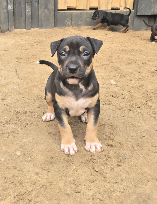 American bully XL sunia