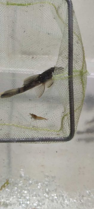 Продам L-сомов "Зелёный дракон"