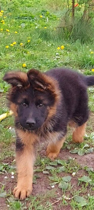 Високопорідні цуценята нім.вівчарки