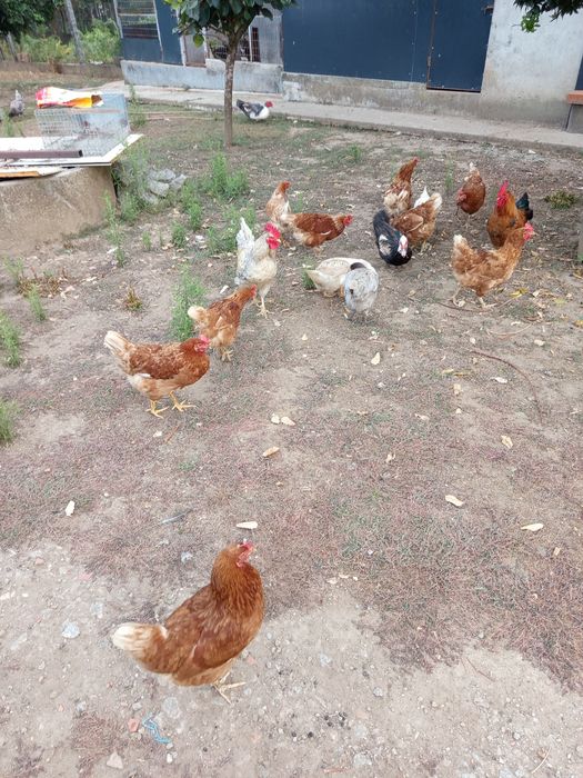Galinhas poedeiras
