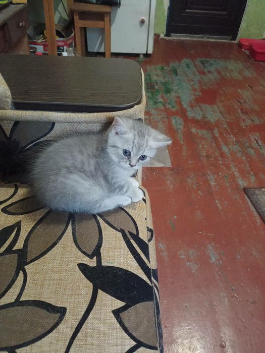 Продаются котята  в Запорожье