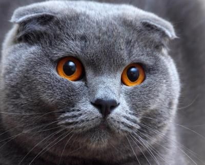 Шотландский вислоухий мальчик, вязка