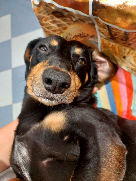 Кобель для вязки