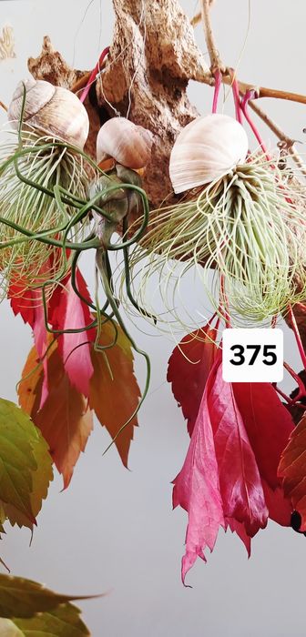 Tillandsia  тилландсия